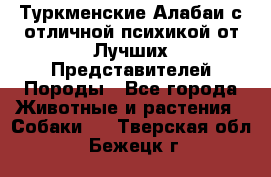 Туркменские Алабаи с отличной психикой от Лучших Представителей Породы - Все города Животные и растения » Собаки   . Тверская обл.,Бежецк г.